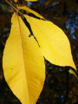 Schuppenrinden Hickory Blatt gelb Carya ovata 06