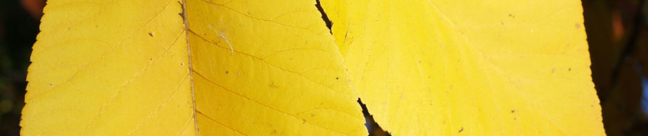 schuppenrinden-hickory-blatt-gelb-carya-ovata