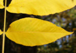 Schuppenrinden Hickory Blatt gelb Carya ovata 07