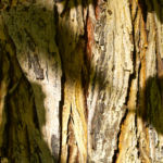 Schuppenrinden Hickory Blatt gelb Carya ovata 08