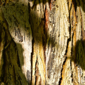 Schuppenrinden Hickory Blatt gelb Carya ovata 08