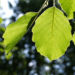 Zurück zum kompletten Bilderset Schwarz Erle Alnus glutinosa
