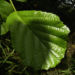 Zurück zum kompletten Bilderset Schwarz-Erle Blatt grün Alnus glutinosa