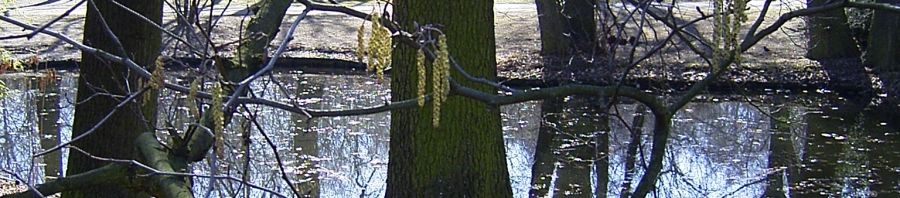 Anklicken um das ganze Bild zu sehen  Schwarz Erle Blüte Alnus glutinosa