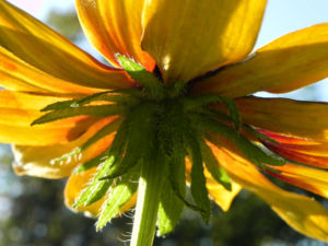 Schwarzaeugige Rudbeckie Bluete rot gelb Rudbeckia hirta 05
