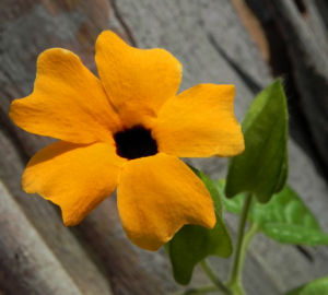 Schwarzaeugige Susanne Bluete gelb schwarz Thunbergia alata 08