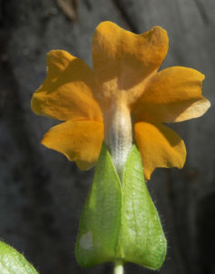 Schwarzaeugige Susanne Bluete gelb schwarz Thunbergia alata 10