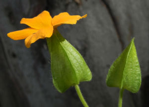 Schwarzaeugige Susanne Bluete gelb schwarz Thunbergia alata 12
