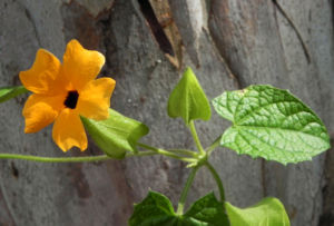 Schwarzaeugige Susanne Bluete gelb schwarz Thunbergia alata 14