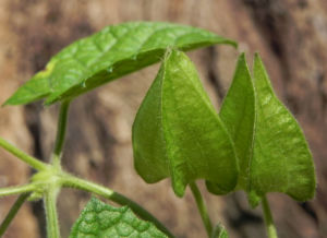 Schwarzaeugige Susanne Bluete gelb schwarz Thunbergia alata 16