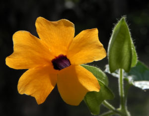 Schwarzaeugige Susanne Bluete gelb schwarz Thunbergia alata 18