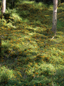 Schwarzaeugige Susanne Bluete gelb schwarz Thunbergia alata 23