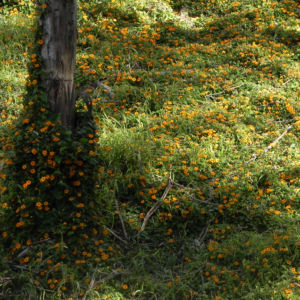 Schwarzaeugige Susanne Bluete gelb schwarz Thunbergia alata 25