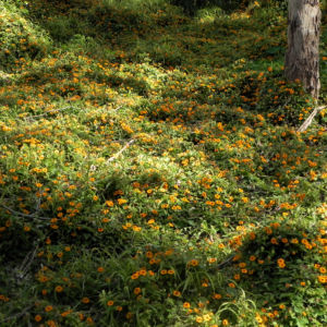 Schwarzaeugige Susanne Bluete gelb schwarz Thunbergia alata 26