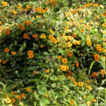 Bild:  Schwarzäugige Susanne Blüte gelb schwarz Thunbergia alata