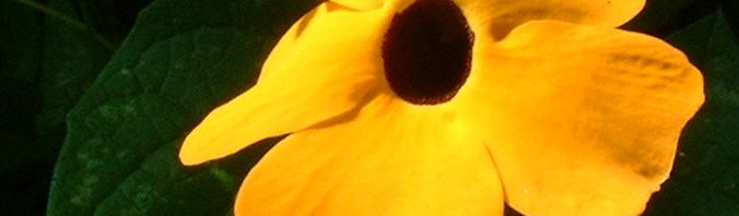 Anklicken um das ganze Bild zu sehen  Schwarzäugige Susanne Blüte gelb Thunbergia alata