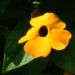 Zurück zum kompletten Bilderset Schwarzäugige Susanne Blüte gelb Thunbergia alata