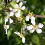 Schwarzbraune Birne Baum Bluete weiss Pyros phaeocarpa 01