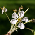 Schwarzbraune Birne Baum Bluete weiss Pyros phaeocarpa 02