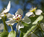 Schwarzbraune Birne Baum Bluete weiss Pyros phaeocarpa 04