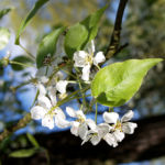 Schwarzbraune Birne Baum Bluete weiss Pyros phaeocarpa 05