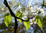 Schwarzbraune Birne Baum Bluete weiss Pyros phaeocarpa 08