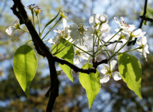 Schwarzbraune Birne Baum Bluete weiss Pyros phaeocarpa 08