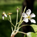 Schwarzbraune Birne Baum Bluete weiss Pyros phaeocarpa 09