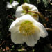 Zurück zum kompletten Bilderset Schwarze Nieswurz Blüte weiß Helleborus niger