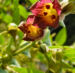 Zurück zum kompletten Bilderset Schwarze Tollkirsche Blüte bräunlich - Atropa belladonna