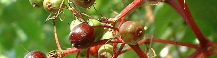 Anklicken um das ganze Bild zu sehen  Schwarzer Holunder Blatt Frucht Sambucus nigra