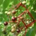 Zurück zum kompletten Bilderset Schwarzer Holunder Blatt Frucht Sambucus nigra