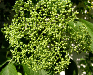 Schwarzer Holunder Bluete weiss Sambucus nigra 04
