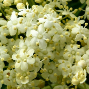 Schwarzer Holunder Bluete weiss Sambucus nigra 05