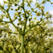 Zurück zum kompletten Bilderset Schwarzer Holunder Blüte weiß Sambucus nigra