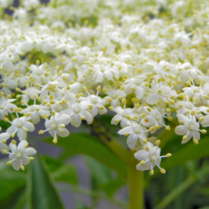Schwarzer Holunder Bluete weiss Sambucus nigra 10