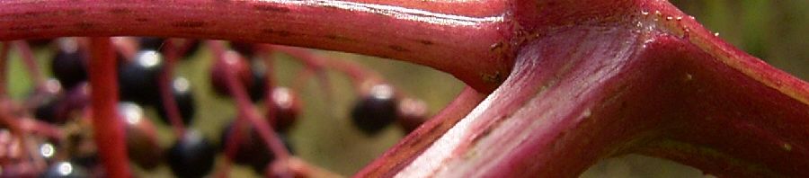 Anklicken um das ganze Bild zu sehen  Schwarzer Holunder Frucht schwarz Sambucus nigra