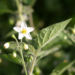 Zurück zum kompletten Bilderset Schwarzer Nachtschatten Blüte weiß Frucht schwarz Solanum nigrum