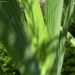 Zurück zum kompletten Bilderset Schwertlilie lila Blüte Iris