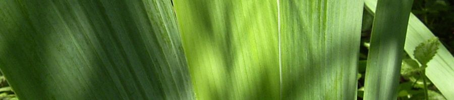 Anklicken um das ganze Bild zu sehen  Schwertlilie lila Blüte Iris