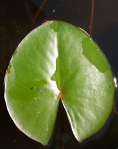 Seerose Bluete rot Nympaea Froebelii 02