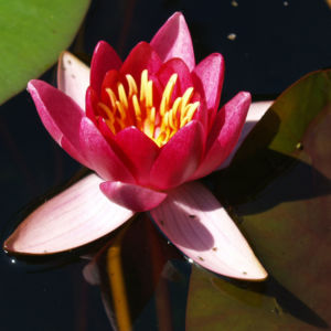 Seerose Bluete rot Nympaea Froebelii 05