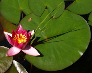 Seerose Bluete rot Nympaea Froebelii 10