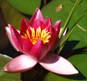 Seerose Bluete rot Nympaea Froebelii 11