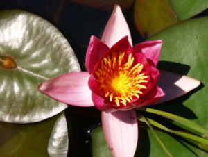 Seerose Bluete rot Nympaea Froebelii 12