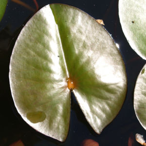 Seerose Bluete rot Nympaea Froebelii 15