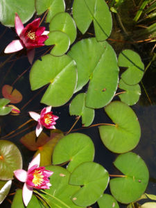 Seerose Bluete rot Nympaea Froebelii 16
