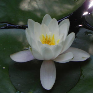 Seerose Bluete weiss Nymphaea alba 01