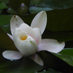 Seerose Bluete weiss Nymphaea alba 03