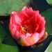 Zurück zum kompletten Bilderset Zwerg-Seerose Blüte rot Nymphaea froebelii